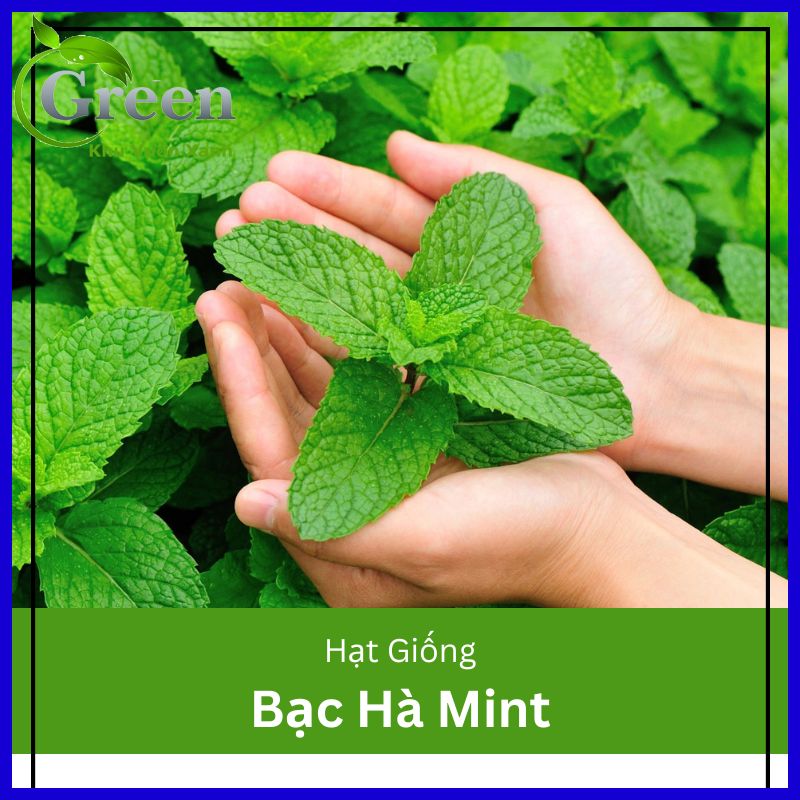 Hạt Giống Bạc Hà Mint (Húng Lủi Âu) (100H)