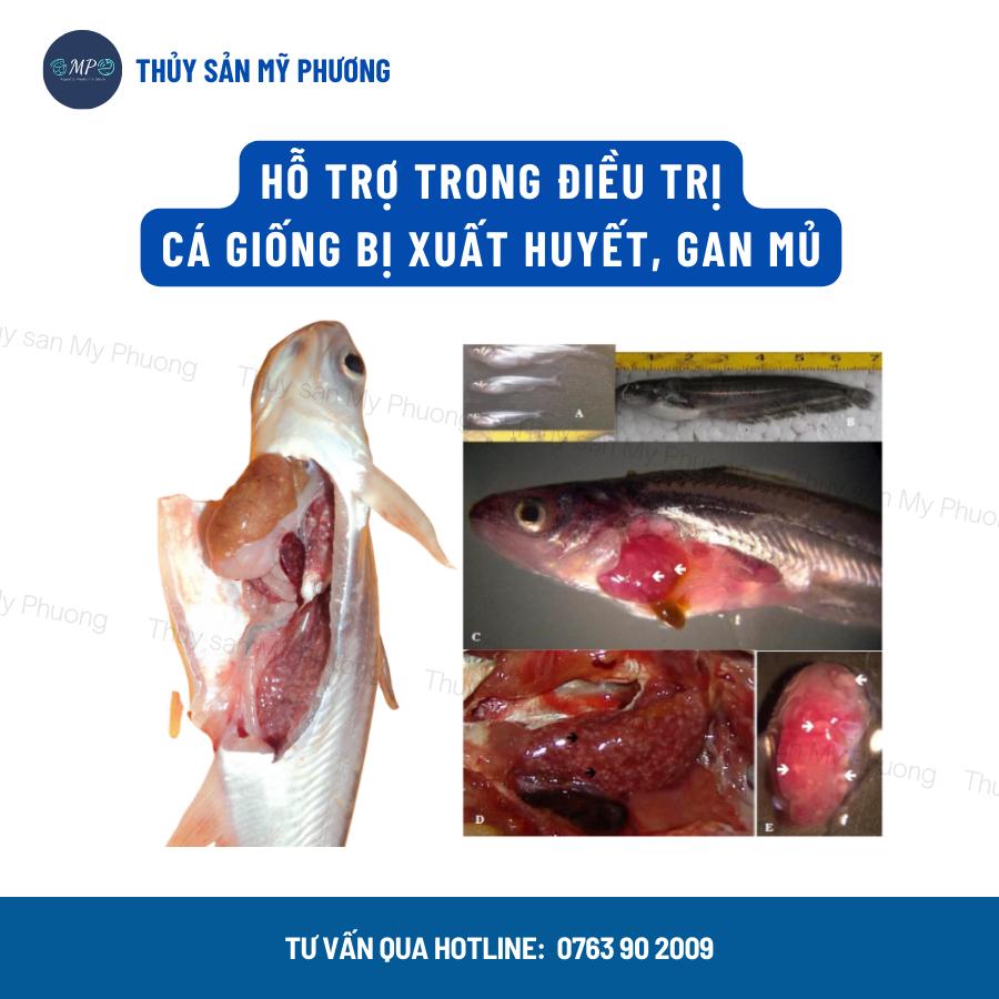 Ks đường ruột lò xo phân trắng đứt khúc Rifaxime nhiễm trùng xuất huyết sình bụng không tiêu tôm thẻ cá lươn ếch ốc baba