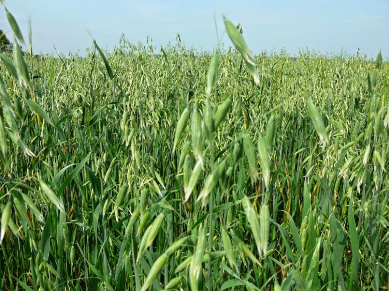 5 Loại Hạt Giống Cỏ Chăn Nuôi - Hạt Cỏ Voi, Alfalfa Linh Lăng, Paspalum,Mombasa Ghine, Yến Mạch