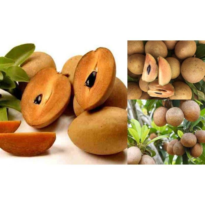 Cây giống Hồng Xiêm - Sam Pô Chê .