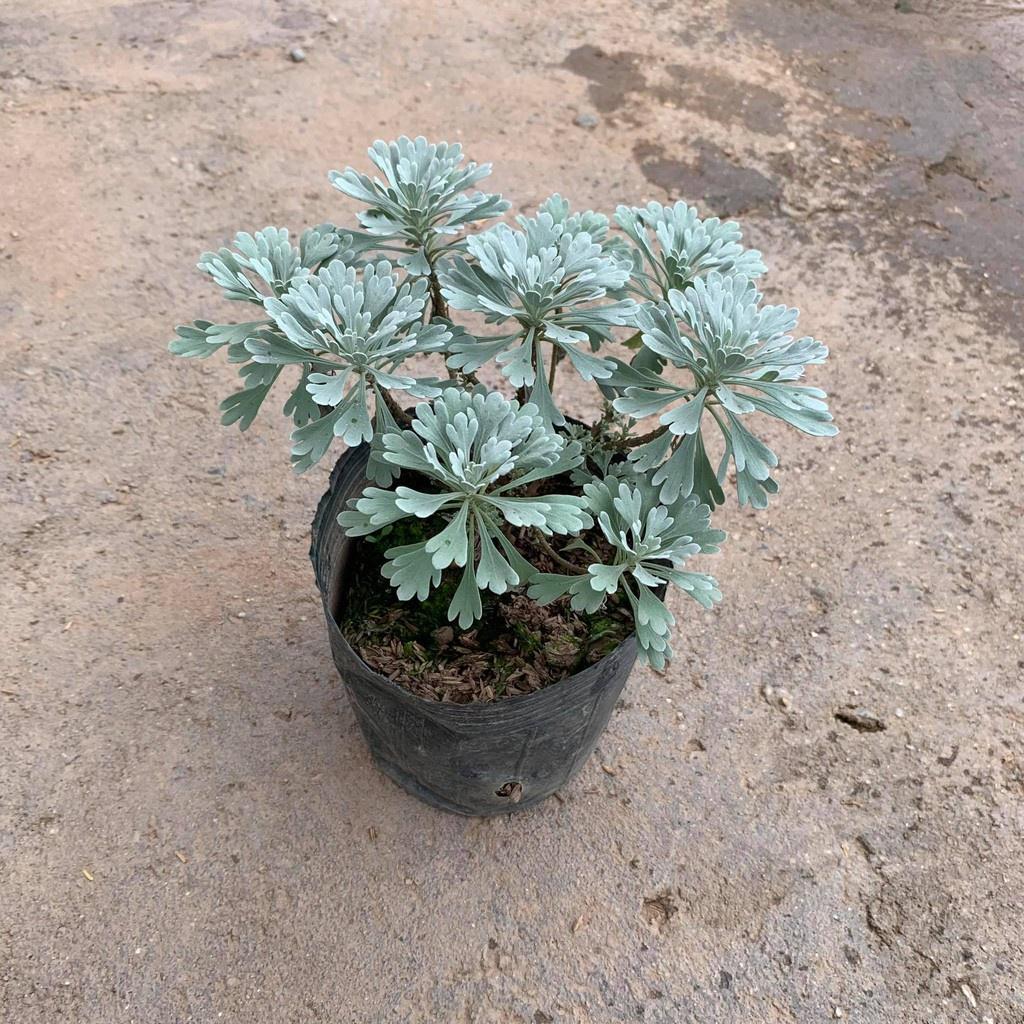 Cây Hoa Cúc Mốc Bán Kính 20 cm, Lá Ánh Bạc Đôc Đáo Cuốn Hút Mọi Ánh Nhìn