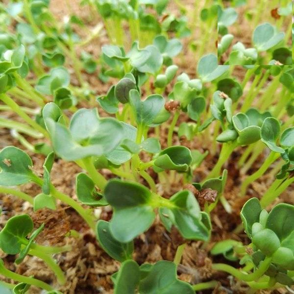 Hạt giống Mầm cải xanh Đà Lạt - 1 gói 50gr