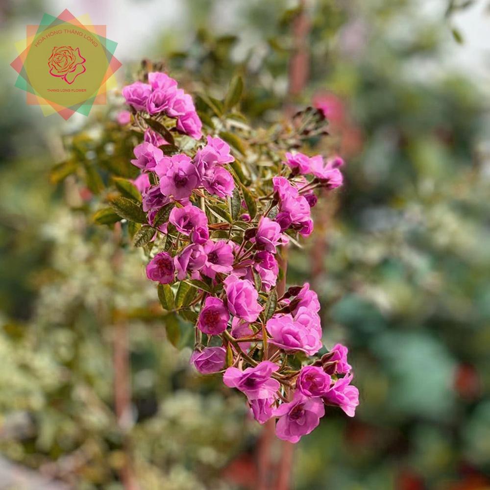 Cây hoa hồng ngoại Mac Spice tím hồng (Leo) - Hoa hồng Thăng Long Flower