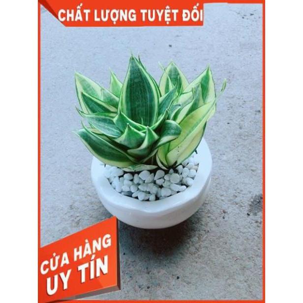 Chậu Lưỡi Hổ Thái