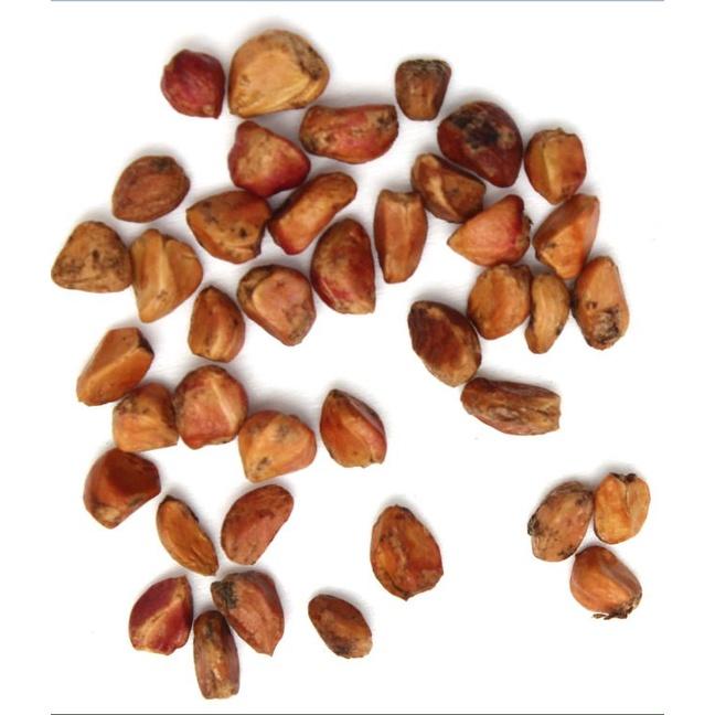 Hạt giống hoa hồng cổ vân khôi CT246 - Gói 10 hạt