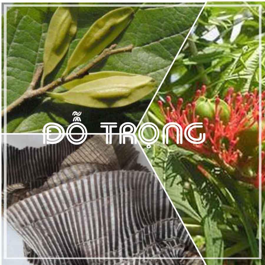 Đỗ Trọng khô đóng gói 1kg