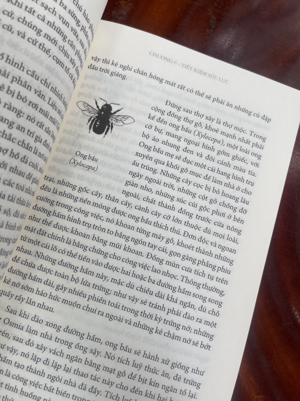 CÔN TRÙNG KÝ – Tập 4 - Jean-Henri Fabre - An Lạc Group dịch – Huy Hoàng Bookstore – bìa mềm