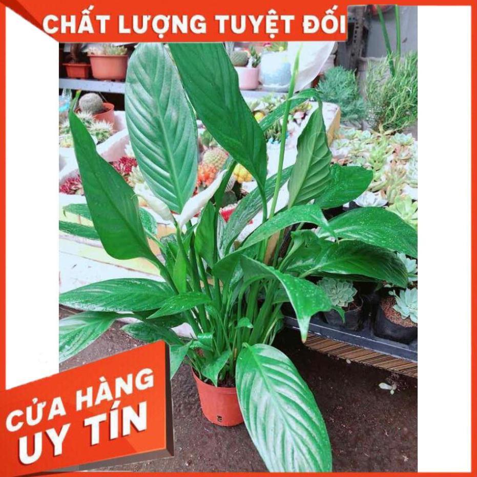 Chậu cây lan ý Nhiều Người Mua