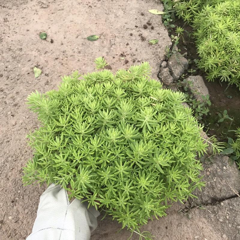 Cây sao băng trồng trong bịch đen