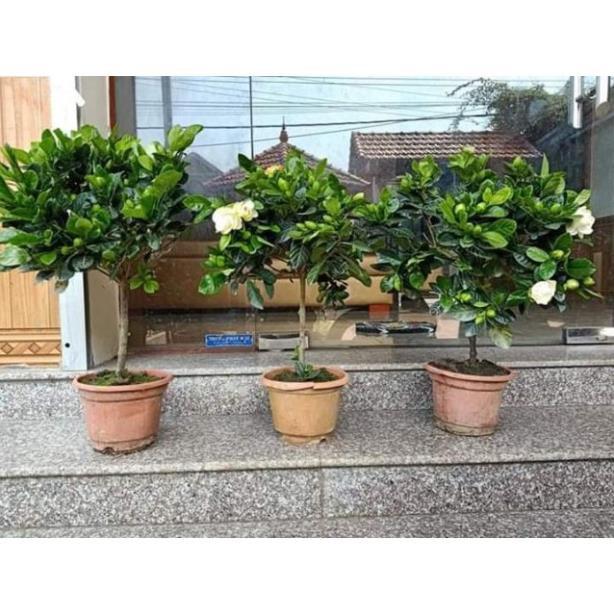 Sản phẩm CÂY GIỐNG BẠCH THIÊN HƯƠNG