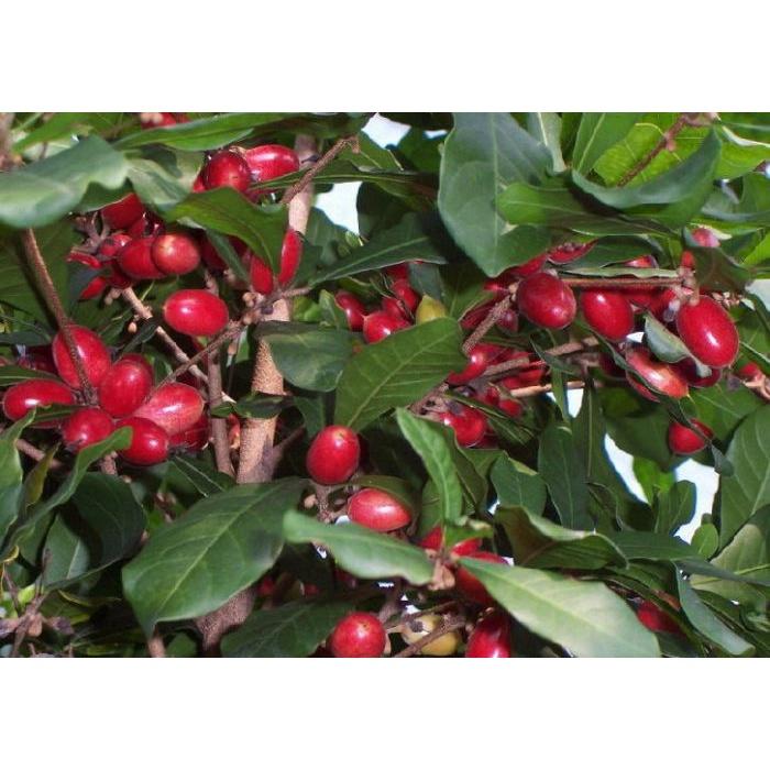 CÂY GIỐNG CÂY THẦN KỲ .