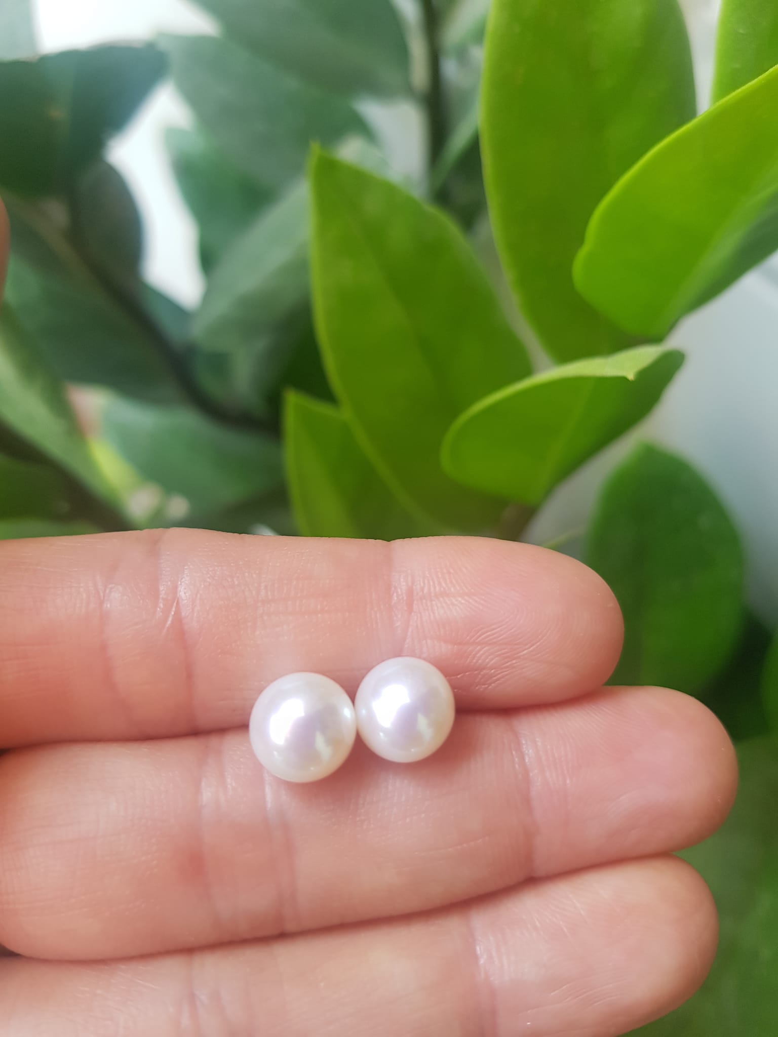 Đôi Bông Ngọc Trai Cao Cấp Bóng Đẹp  Cặp Bông tai màu Trắng Bóng size 8mm vừa đẹp  Nữ Bọc Vàng đeo lên tay vừa đẹp vừa sang ạ