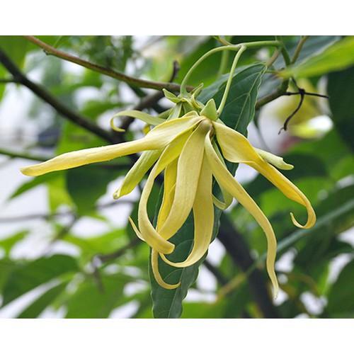 BẦU CÂY GIỐNG HOA DẺ THƠM - NBCGHDT
