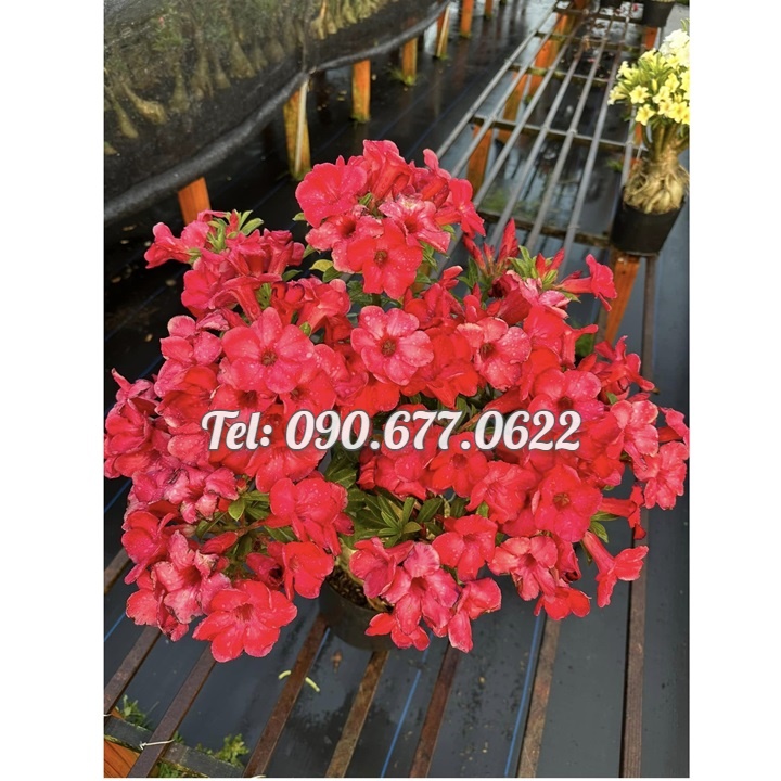 Hạt giống hoa sứ đỏ Taiwan nhiều hoa - Bịch 10 hạt – Mã số 2086