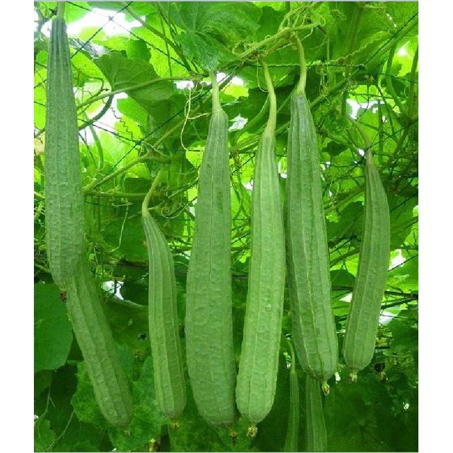 Hạt Giống Mướp Khía ,hạt giống tốt- 1 gói 10 Hạt