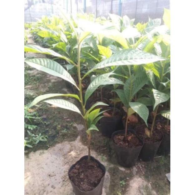 Hồng xiêm ruột đỏ quả siêu to