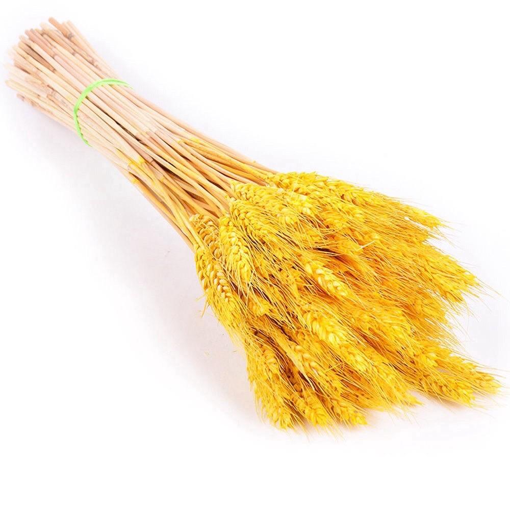 Bó lúa mạch khô - làm phông nền chụp ảnh