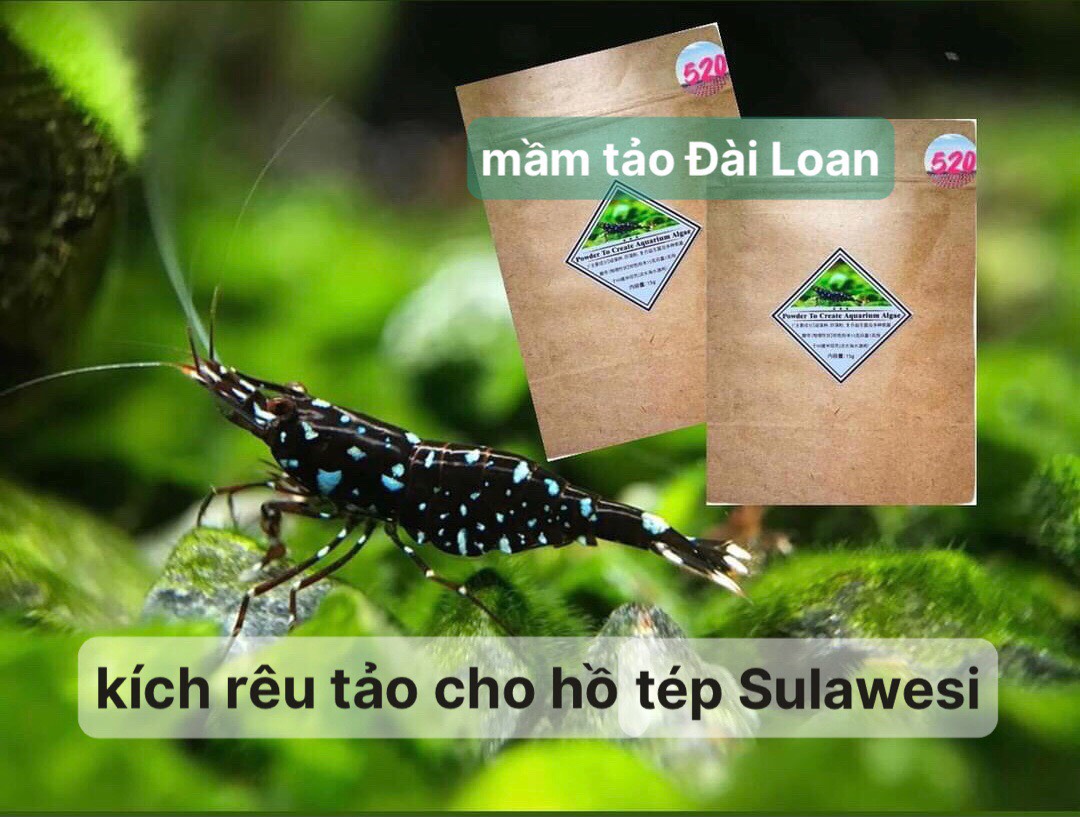 Mầm kích rêu, tảo cho hồ tép Sulawesi 15gr/ 1 gói