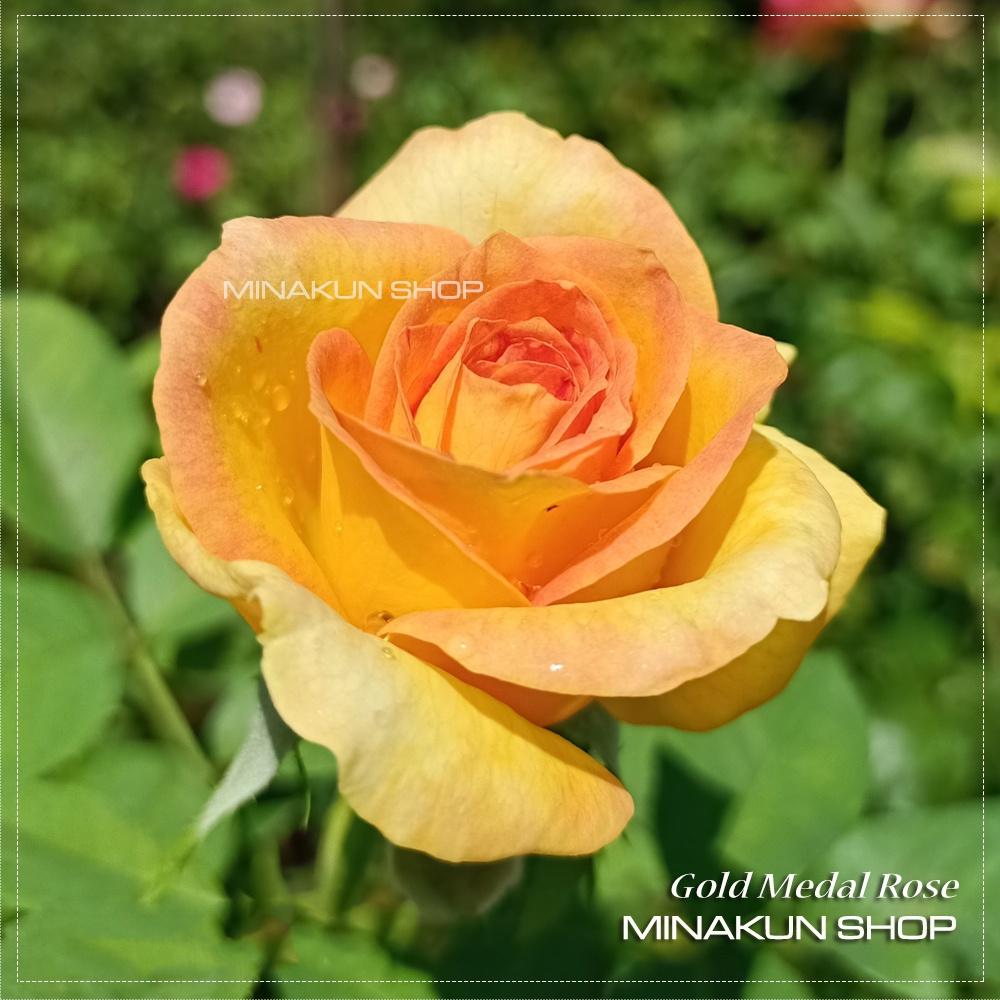 Hoa hồng ngoại Gold Medal hai màu cực đẹp