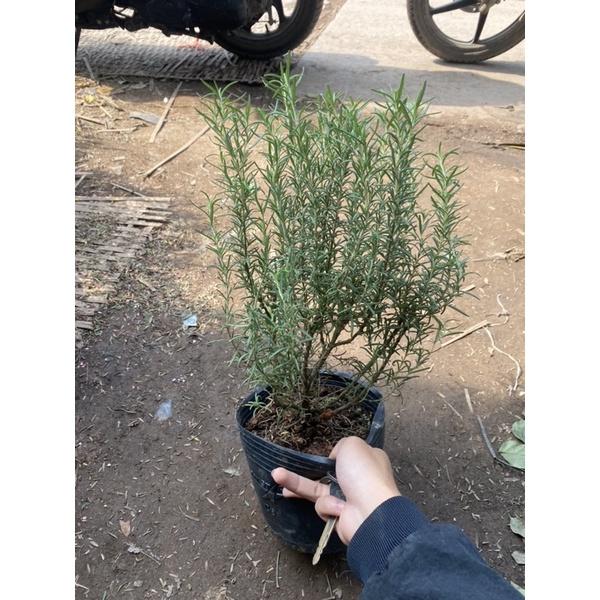 Cây Hương Thảo size to và nhỏ , có hương thơm dịu nhẹ và có tác dụng đuổi muỗi