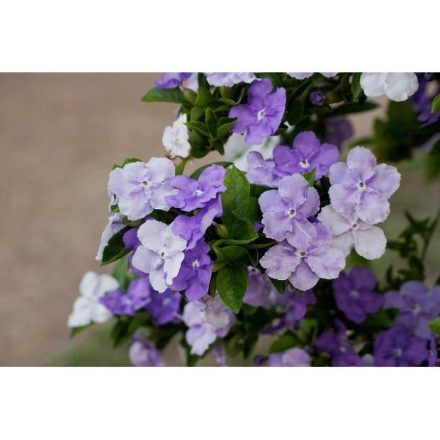 NGUYÊN BẦU CÂY GIỐNG HOA NHÀI NHẬT TÍM NHẬT BẢN ĐỔI MÀU-BẦU CÂY SIZE LỚN + Tặng 01 cây dâu da đất