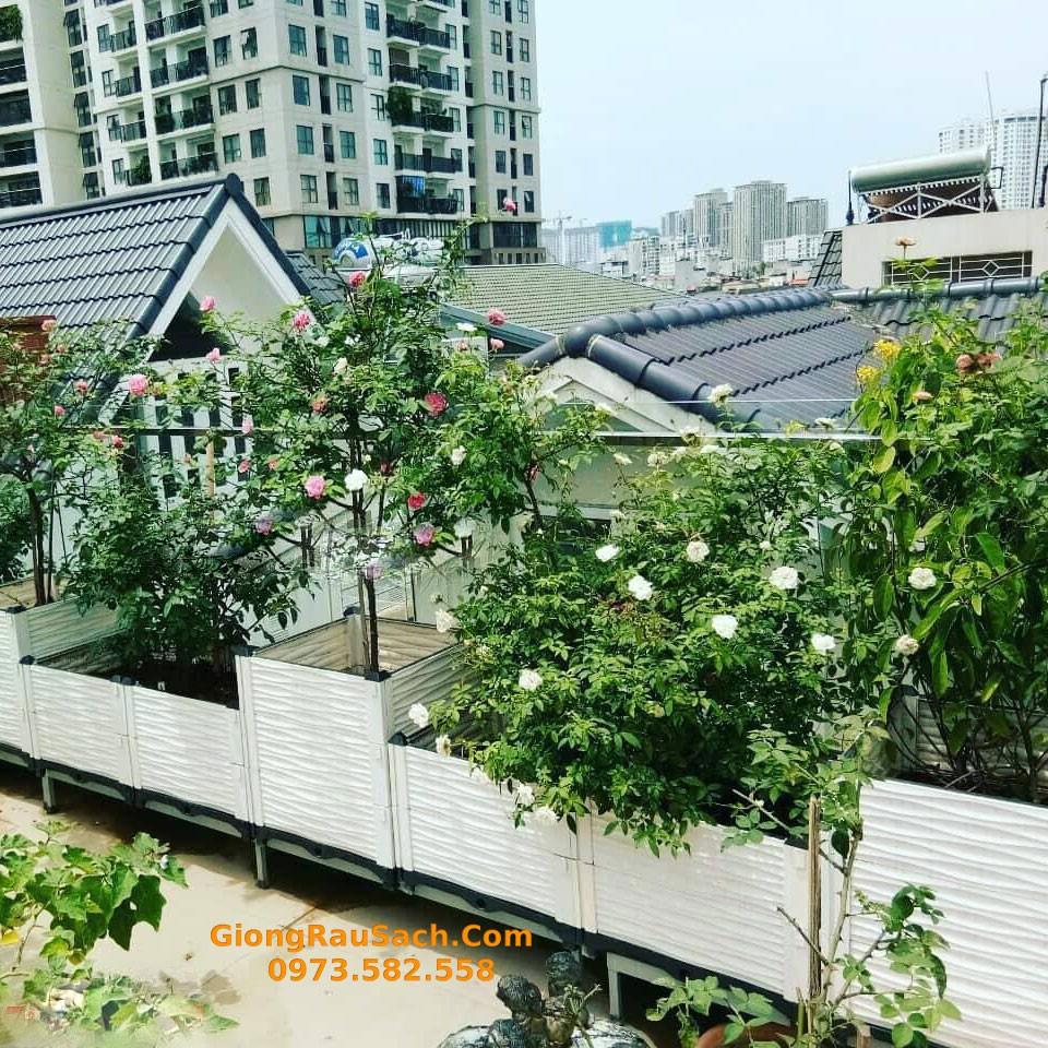Luống Ghép Thông Minh Trồng Rau Sạch Tại Nhà 300x100x22cm