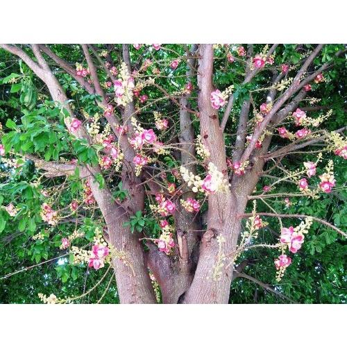 CÂY OSAKA ĐỎ - CÂY MUỒNG HOA ĐỎ