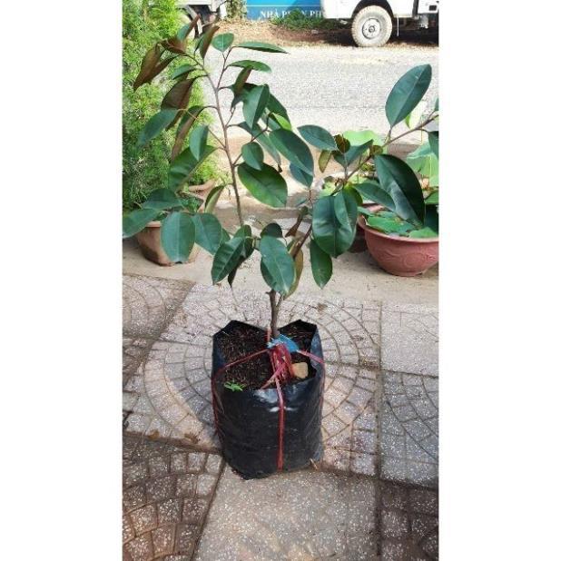 Cây giống vú sữa lò rèn,vú sữa tím
