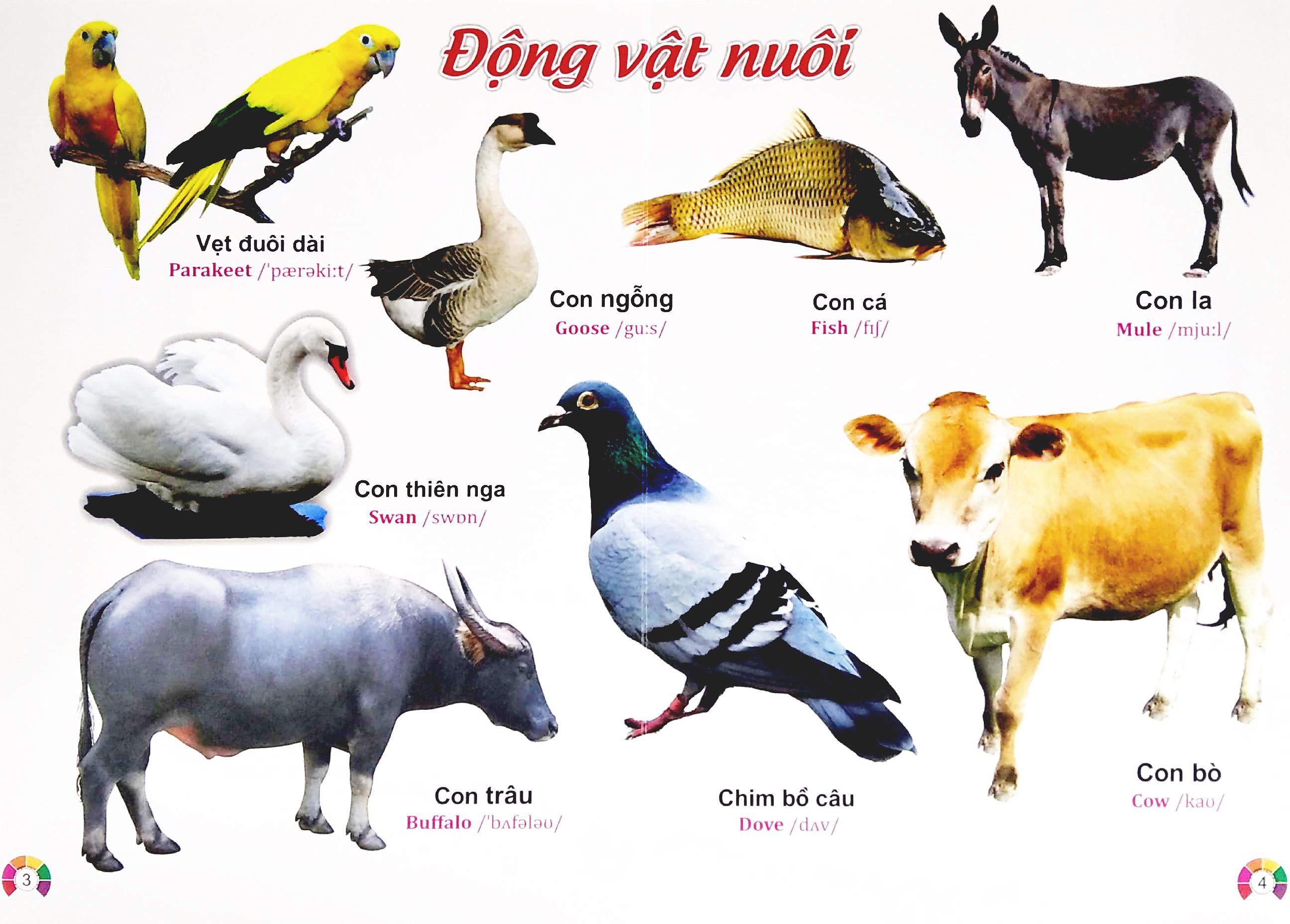 Từ Điển Bằng Tranh Động Vật - Song Ngữ Việt - Anh