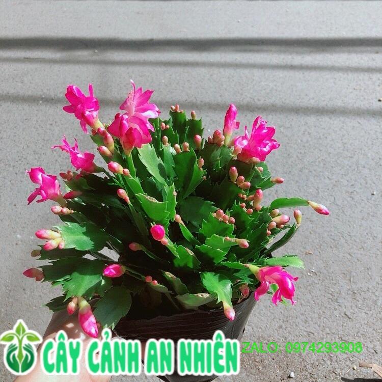 Chậu Hoa Tiểu Quỳnh Màu Hồng