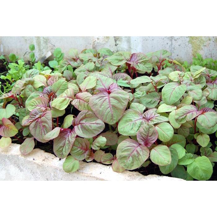 Hạt Giống Rau Dền Ba Màu Ra do 336 Gói 20g Lá tròn có ba màu đẹp mắt, ăn ngon, mềm Thu hoạch 25-35 ngày sau khi gieo
