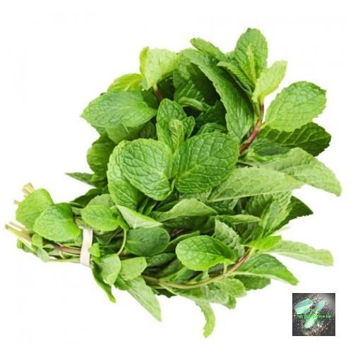 Hạt giống rau húng lủi Rado, đóng gói 0.2gr