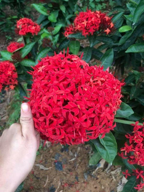 5 cây hoa mẫu đơn bỉ lá nhỏ hoa đỏ cây đẹp chuẩn giống