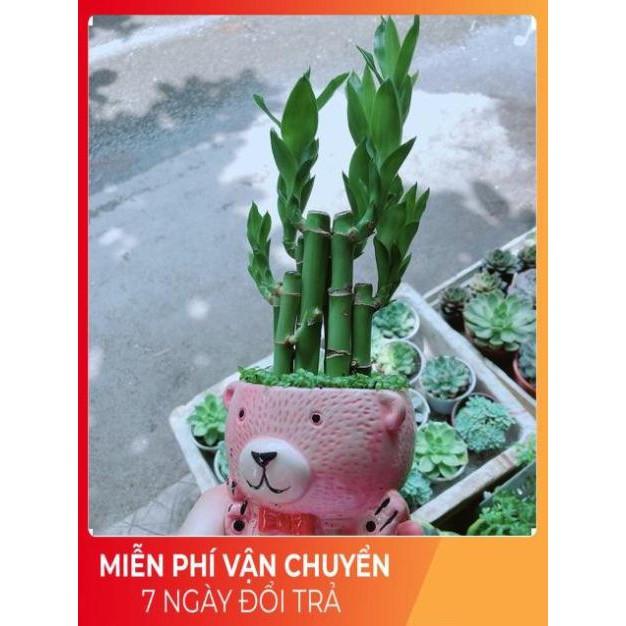 Chậu Trúc Phát Tài Gấu Hồng