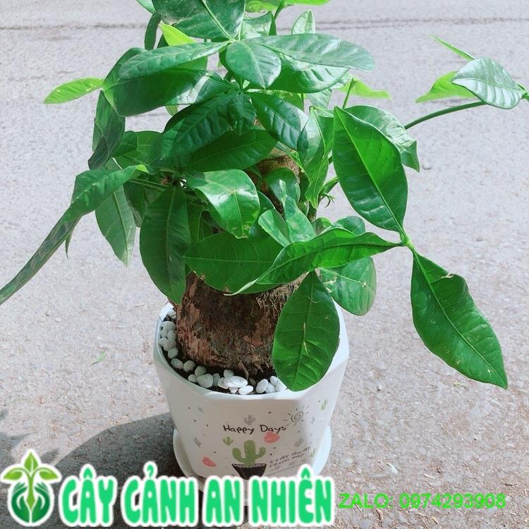 Chậu Cây Kim Ngân