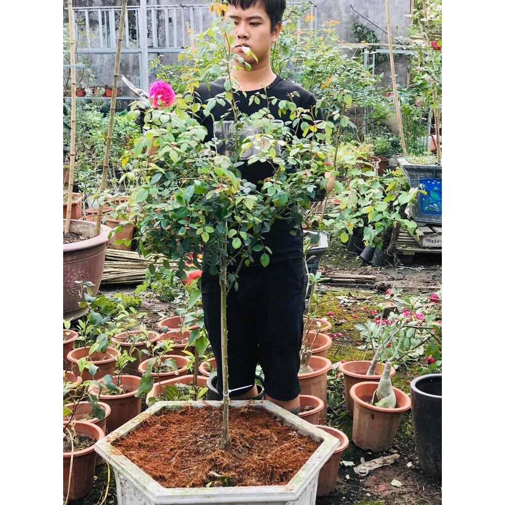 Hoa Hồng ngoại Wesley 2004 quyến rũ