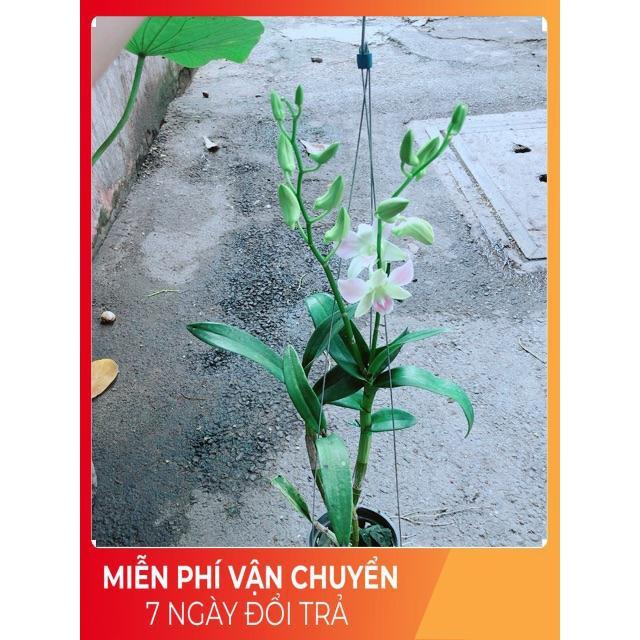 Lan Dendro Hồng Nhạt