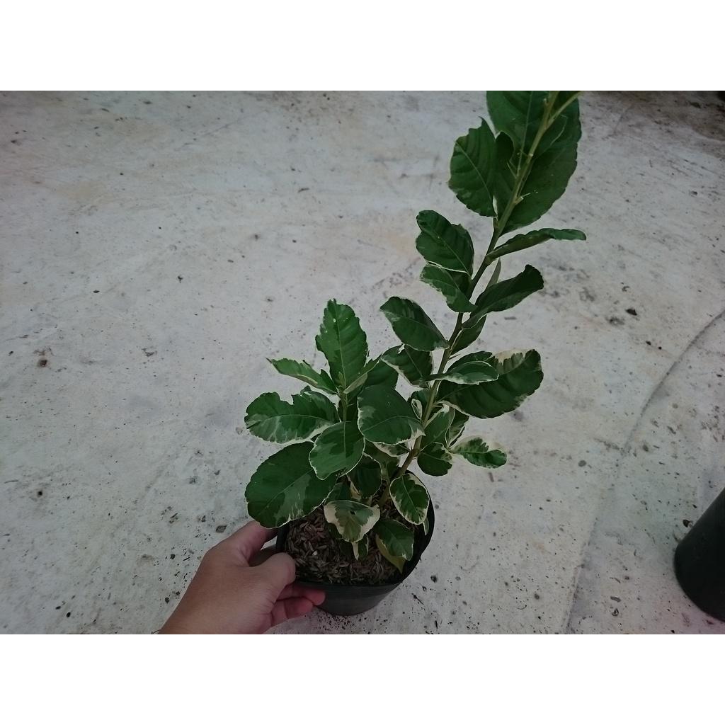 Cây Chanh Cẩm Thạch (Không hạt) - cây ăn quả + tặng phân bón cho cây