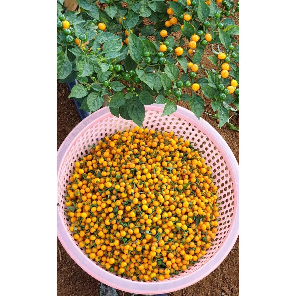 CÂY GIỐNG ớt Pêru Charapita đắt nhất thế giới.