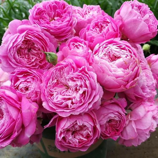 Hoa hồng ngoại for your home- bầu to cây trưởng thành