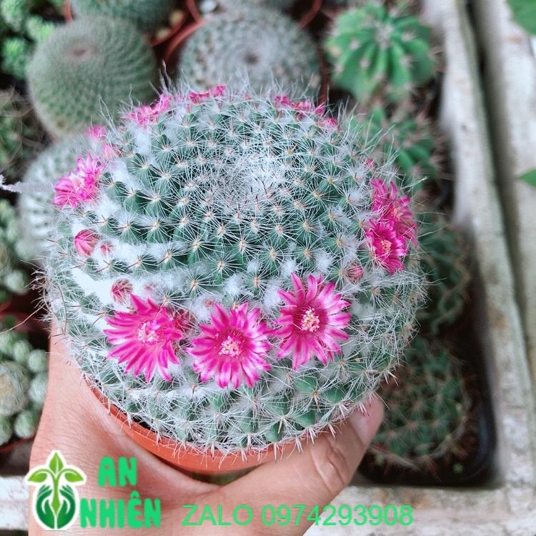 Xương Rồng Có Hoa