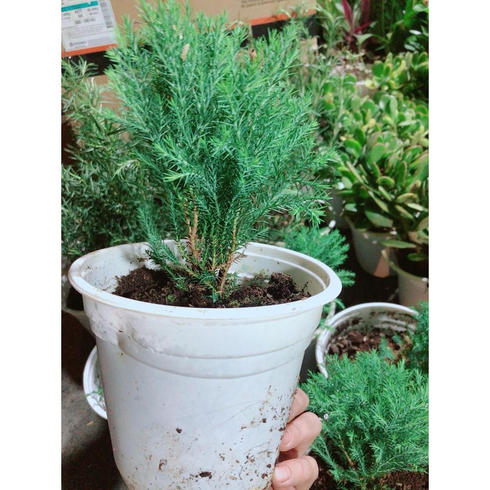 Cây Tùng Bồng Lai