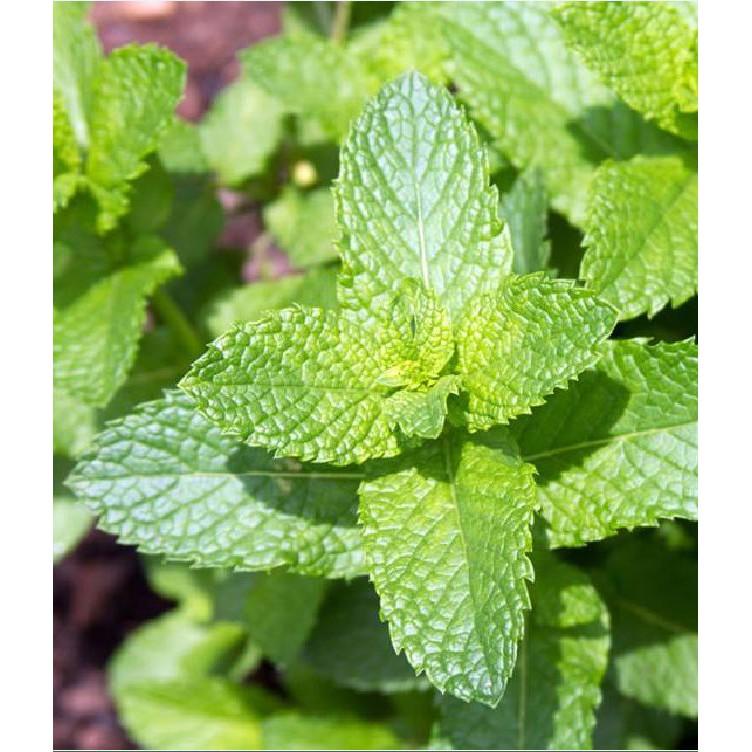 Hạt giống cây Bạc Hà Âu 100 hạt/gói