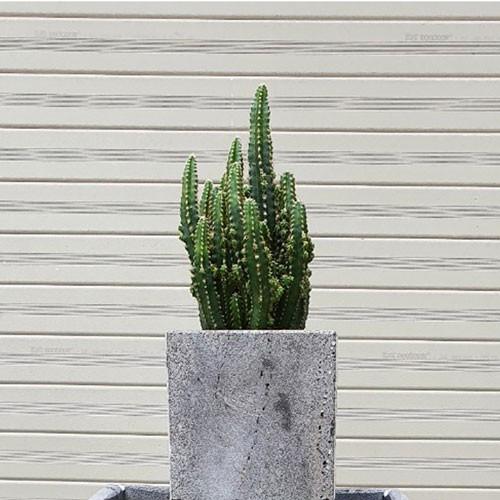 Chậu vuông 10cm trồng cây cảnh bằng đá ong xám tự nhiên