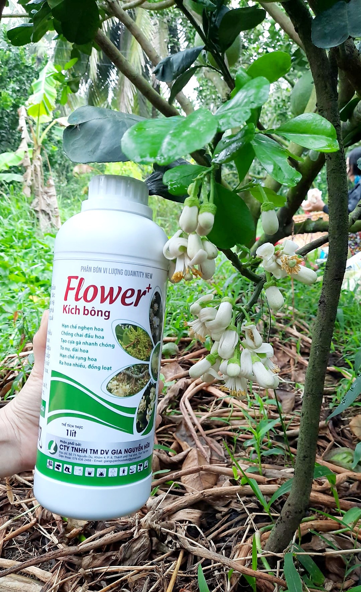 PHÂN BÓN KÍCH THÍCH RA HOA, GIÚP CÂY RA HOA ĐỀU VÀ ĐỒNG LOẠT - FLOWER KÍCH BÔNG 1L