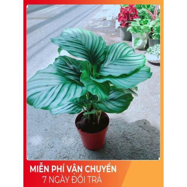 Đuôi Công Táo Xanh