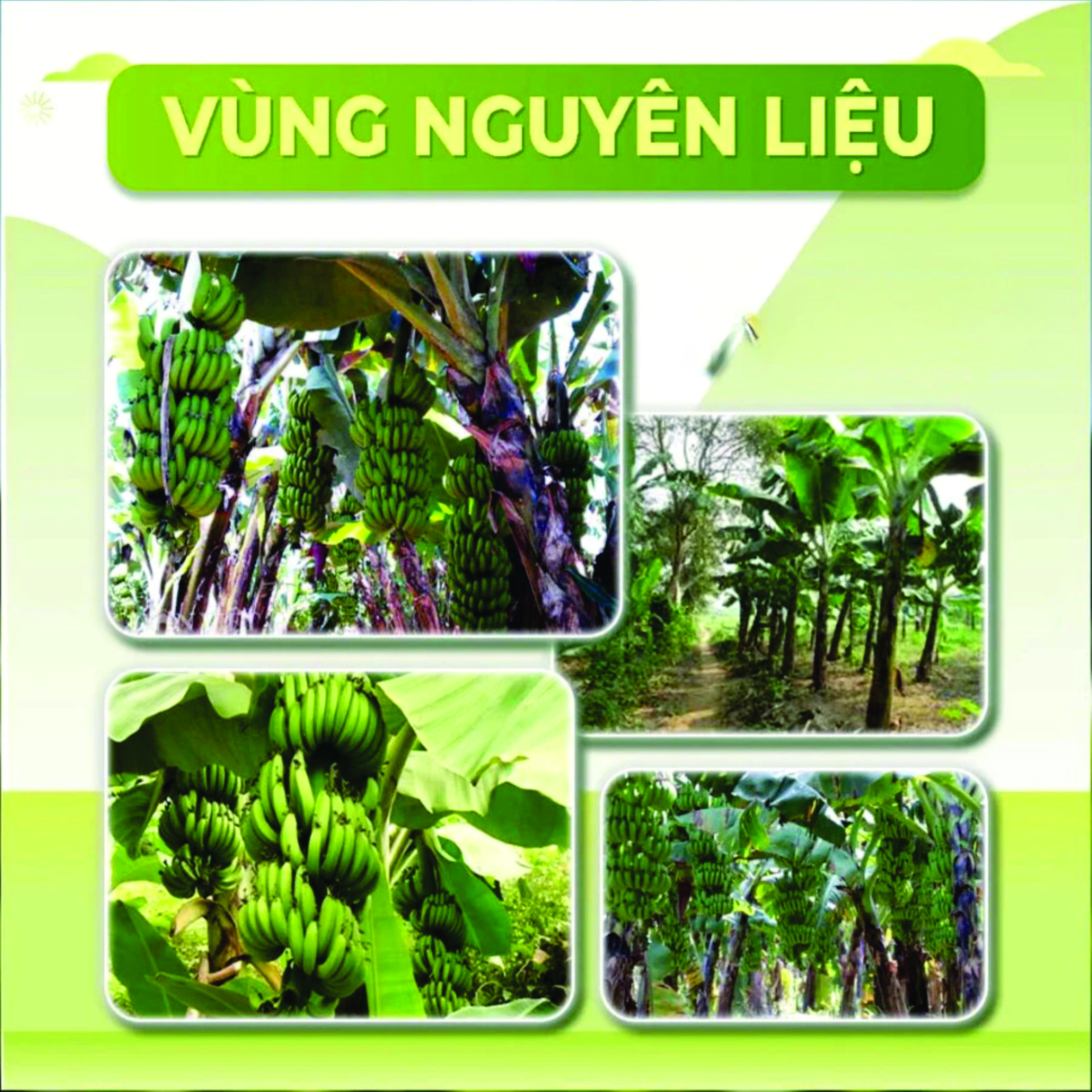 Bột Chuối Xanh Ftaky OCOP 3 Sao, Sấy Lạnh, Giàu Tinh Bột Kháng hộp 500g