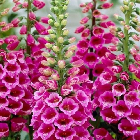 Hạt giống Hoa Mao Địa Hoàng nhiều màu/gói  50 hạt