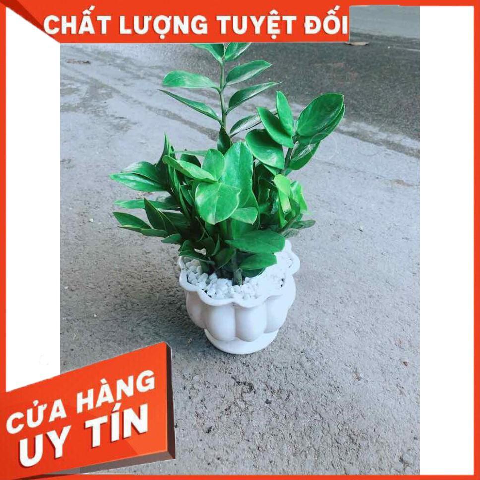 Chậu Kim Tiền Nhiều Người Mua