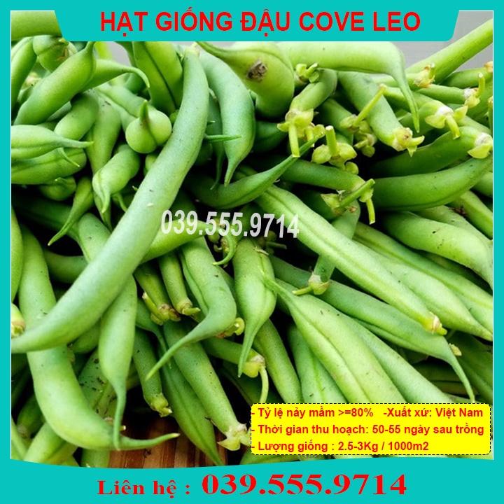 Hạt Giống Đậu Cove Leo Giàn Siêu Quả 50gram